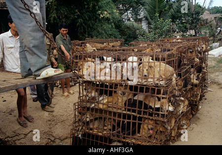 Eingesperrte Hunde auf vietnamesischen Straße Stockfoto