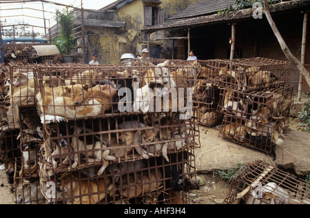 Eingesperrte Hunde auf vietnamesischen Straße Stockfoto