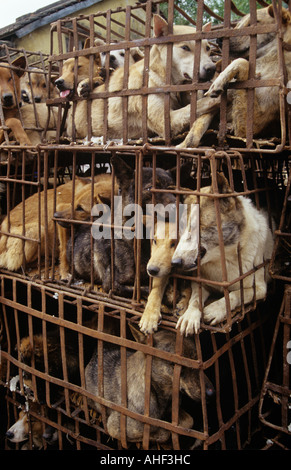 Eingesperrte Hunde auf vietnamesischen Straße Stockfoto
