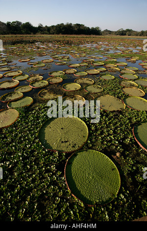 Riesigen Amazonas-Seerose Victoria Amazonica Brasilien Stockfoto