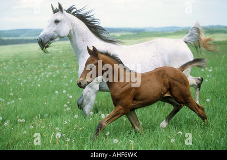 Anglo-Arabisches Pferd und Fohlen auf der Wiese Stockfoto