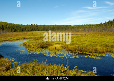 Spruce Bog Trail Algonquin Provincial Park Ontario Kanada Stockfoto