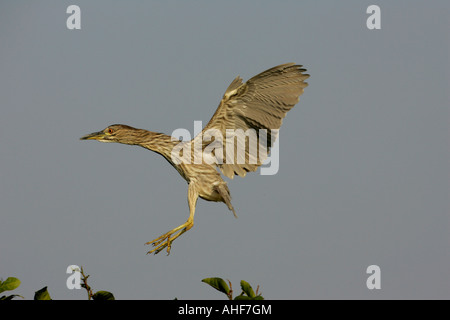 Schwarz-gekrönter Nacht-Reiher Nycticorax nycticorax Stockfoto