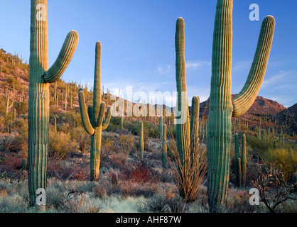 Saguaro-Kaktus in der Sonora-Wüste in der Nähe von Tucson, West-Einheit, Saguaro National Park, Arizona USA Stockfoto