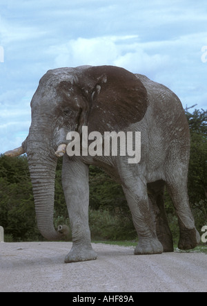 Afrikanischer Elefant Loxodonta africana Stockfoto