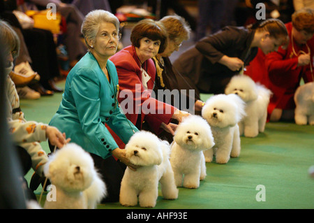 Bichon Frise Hunde in den Urteilen Ring am Crufts an der National Exhibition Centre Birmingham UK März 2003 Stockfoto