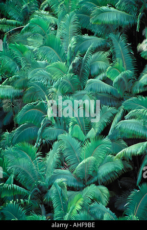 Hawaii Hilo Maulua Stream Canyon der tropischen Flora Palmwedel Stockfoto