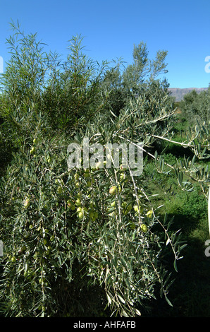 Olive, die Landwirtschaft bei Prinz Albert in die große Karoo in Südafrika Olive Farm Ernte Stockfoto