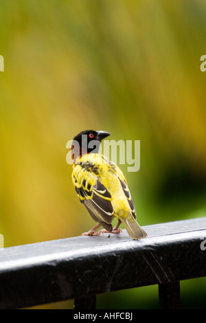 Das Züchten von männlichen Dorf Webervogel Afrika genommen in Gambia.  Ploceus Cucullata sitzt auf einem Balkongeländer. Stockfoto