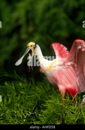 Schreien rosige Löffler stehen auf einem Bein Baldcypress in einem Sumpf von Louisiana. Stockfoto