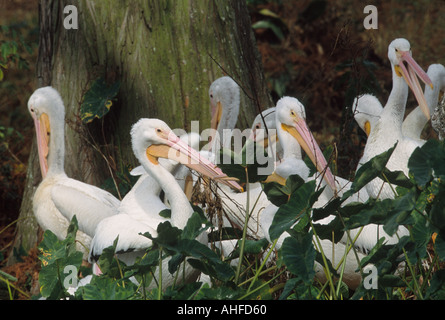 Amerikanische weiße Pelikane versammeln sich unter einen Baum, um auszuruhen und putzen im City Park Lake, Baton Rouge, Louisiana Stockfoto