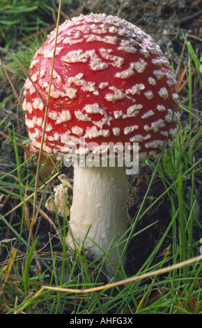 Fliegenpilz Pilz (Amanita Muscaria) in Shropshire, England Stockfoto