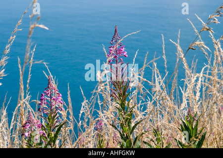 Lange Gräser und wilde Blumen auf der Clifftop Croyde North Devon Stockfoto