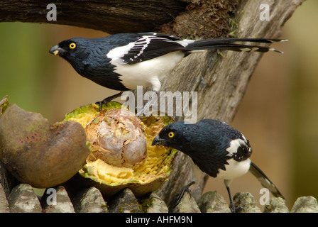 Magpie Tanagers Stockfoto