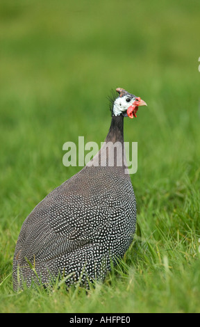 BEHELMTER PERLHÜHNER Numida meleagirs Stockfoto