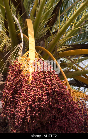 Rote Datteln hängen von der Krone ein Palm Tree, San Marino, Los Angeles County Stockfoto