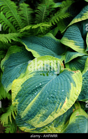 HOSTAS NACH DEM GIEßEN IN EINEM GARTEN-UK Stockfoto