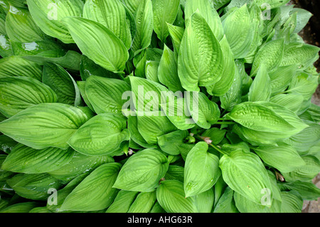 HOSTAS NACH DEM GIEßEN IN EINEM GARTEN-UK Stockfoto