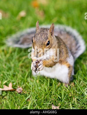 Graue Eichhörnchen Sciurus caroliniensis Stockfoto