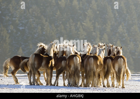 Haflinger - Herde im Schnee Stockfoto