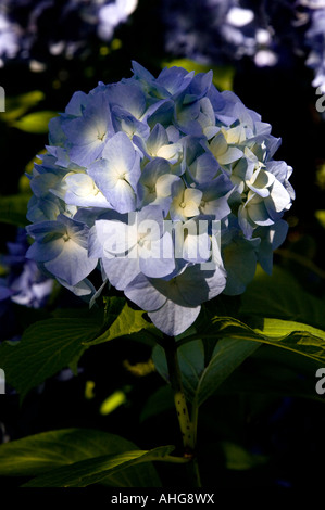 Blau und blass gelbe Hortensie in Cornwall, Großbritannien. Stockfoto