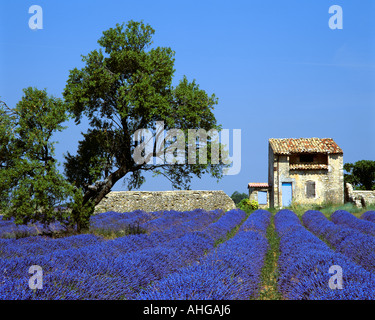 FR - ALPES-DE-HAUTE-PROVENCE: Lavendelfeld und Baum auf Plateau de Valensole in der Nähe von Puimoisson Stockfoto