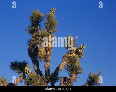 Joshua Tree Yucca (Yucca Buergeri), Joshua Tree National Park, Kalifornien, USA Stockfoto