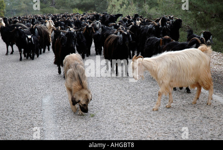 Schafe und Ziegen auf dem Weg zur Sömmerung in den Bergen des südlichen Türkei verschoben wird. Stockfoto