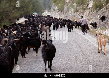 Schafe und Ziegen auf dem Weg zur Sömmerung in den Bergen des südlichen Türkei verschoben wird. Stockfoto