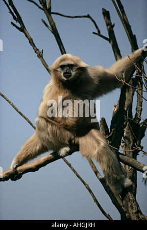 Weiß übergab Hylobates Lar gibbon Stockfoto