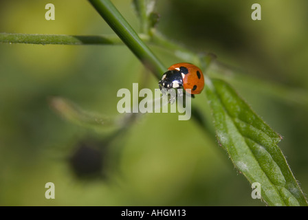 10-Punkt Marienkäfer Adalia Decempunctata Stockfoto