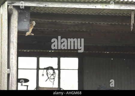 Schleiereule Tyto Alba von Nistkasten Stockfoto