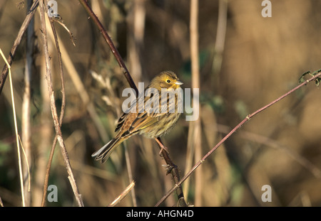 Goldammer Emberiza Citrinella weibliche thront in der vegetation Stockfoto