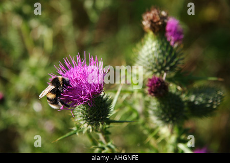 August 2005 Hummel auf Distel im Vale of Pewsey Wiltshire England James Sturcke Stockfoto