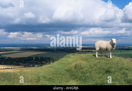 Schafe auf Hügel Stockfoto