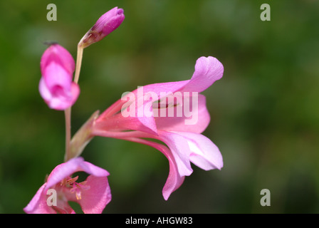 Wilde Blume Gladiolus Illyricus Spanien Stockfoto