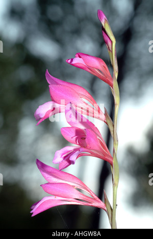 Wilde Blume Gladiolus Illyricus Spanien Stockfoto