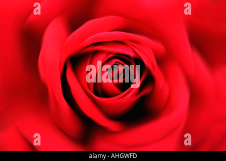 Rote rose abstrakt Nahaufnahme Nahaufnahmen Nahaufnahme Makro Stockfoto