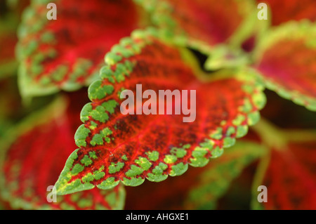 Buntnessel Solenostemon Red Dwarf Stockfoto