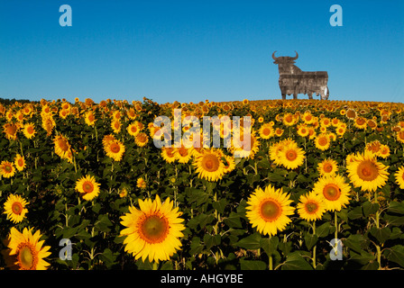 Skizzen von Spanien Osborne Stier und Sonnenblumen Feld Stockfoto