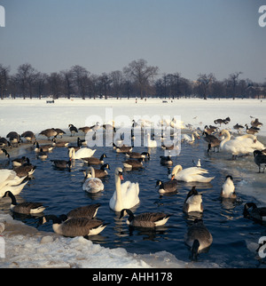 Serpentine zugefrorenen See im Hyde Park in London Stockfoto