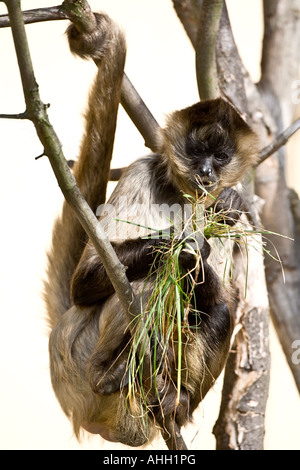 Geoffroys Klammeraffe Essen grass Stockfoto