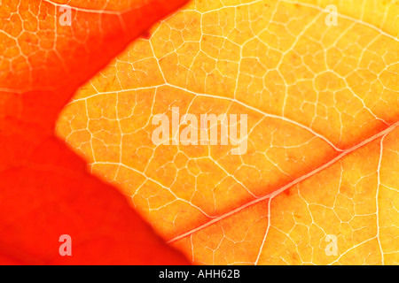 Nahaufnahme von Herbst Blatt Stockfoto