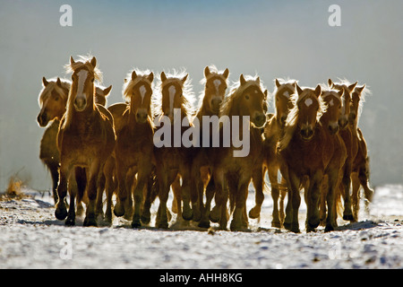 Haflinger - Herde im Schnee Stockfoto