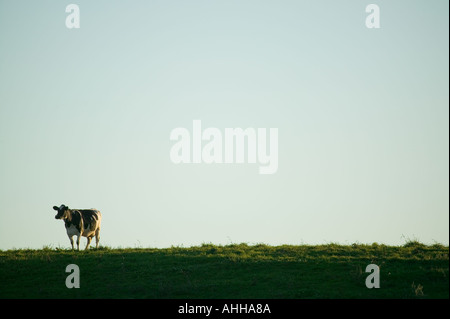Kuh stehend auf Bergrücken im Bundesstaat New York Stockfoto