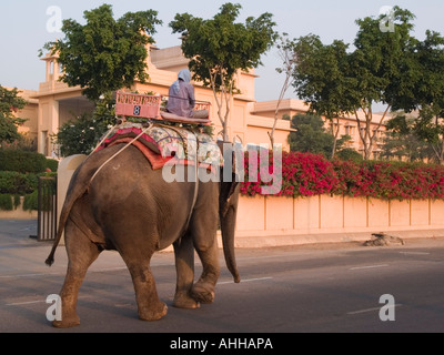 Indische Elefantendame mit Mahout auf Sitz in Jaipur Rajasthan Indien Asien Stockfoto