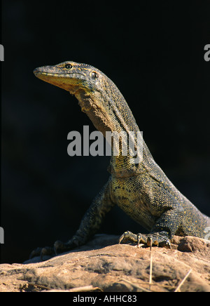 Mertens Wasser Monitor Kimberley Westaustralien Stockfoto