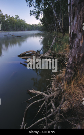 Murray River und Red Zahnfleisch Australien Stockfoto