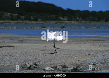 Silberreiher an Land Coorong National Park South Australia Stockfoto