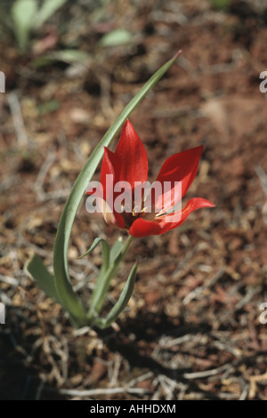 Goulimy Tulpe (Tulipa Goulimyi), blühen, Griechenland Stockfoto